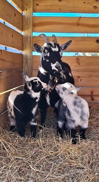 Goats at Witcher Farm